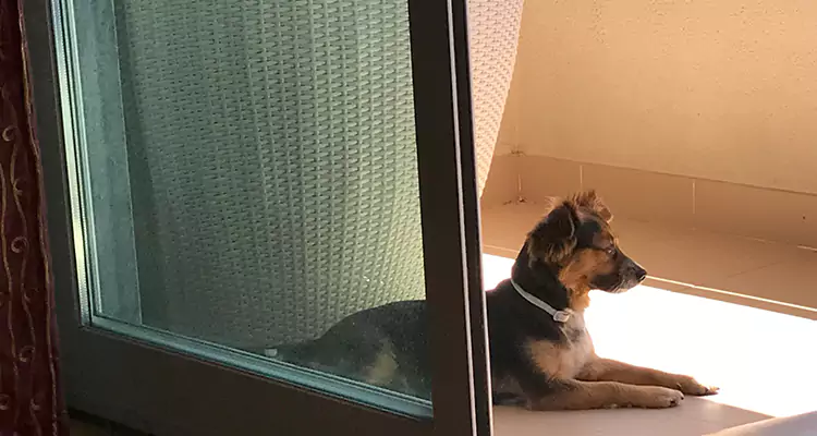 French Door Pet Screen Repair in Ojus, FL